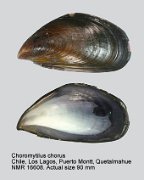 Choromytilus chorus